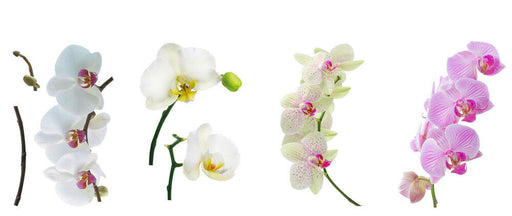 8 x Fenstersticker Orchidee, Orchideen, Blume, Fensterbilder, Windowsticker - ewtshop