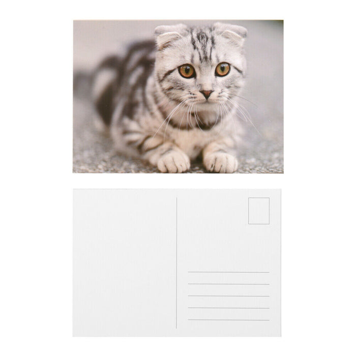 ewtshop Postkarten Set mit süßen Katzenmotiven, 50 unterschiedliche Motive