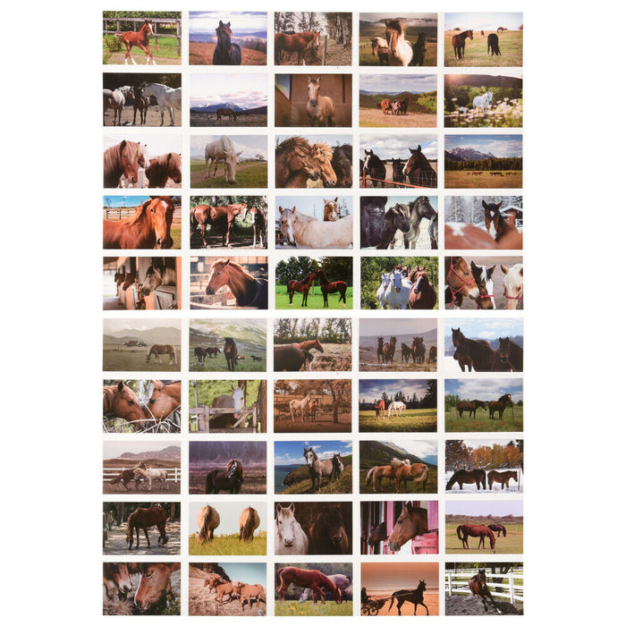 ewtshop Postkarten Set mit tollen Pferdemotiven, 50 unterschiedliche Pferdemoti